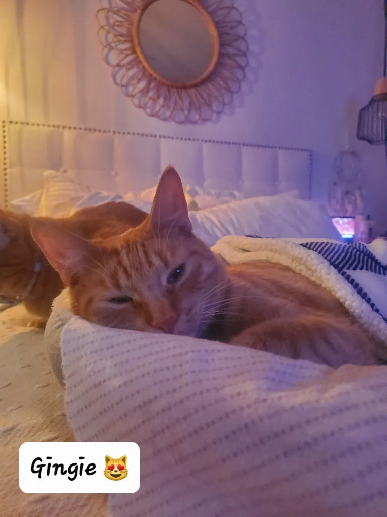 Gingerbread - Photo 4