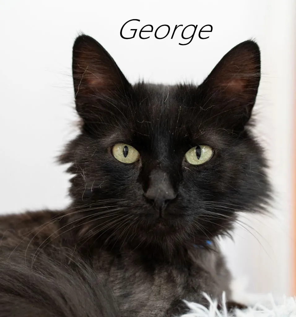 George - Photo 2