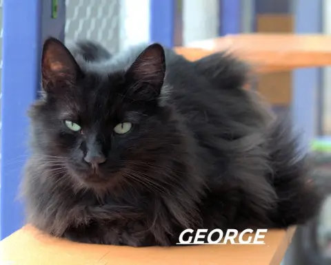 George thumbnail 3
