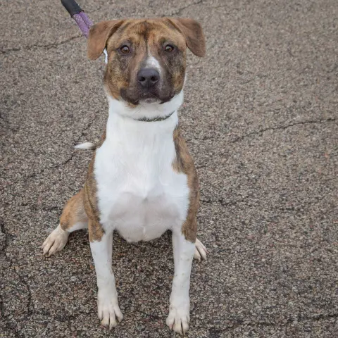 Springer thumbnail 3