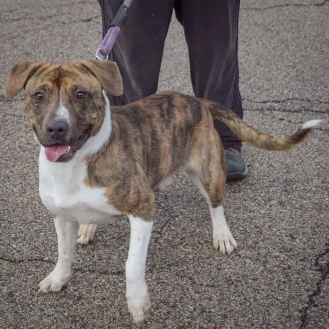 Springer thumbnail 4