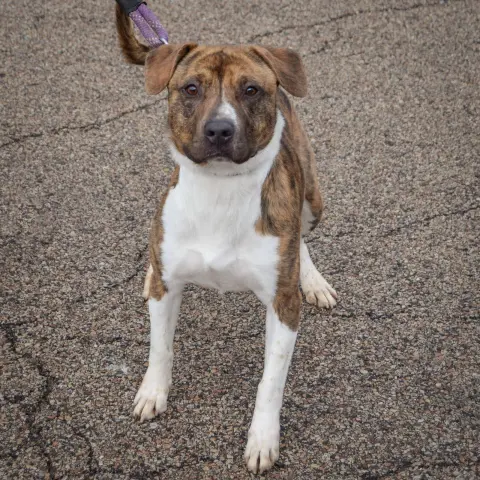 Springer thumbnail 5