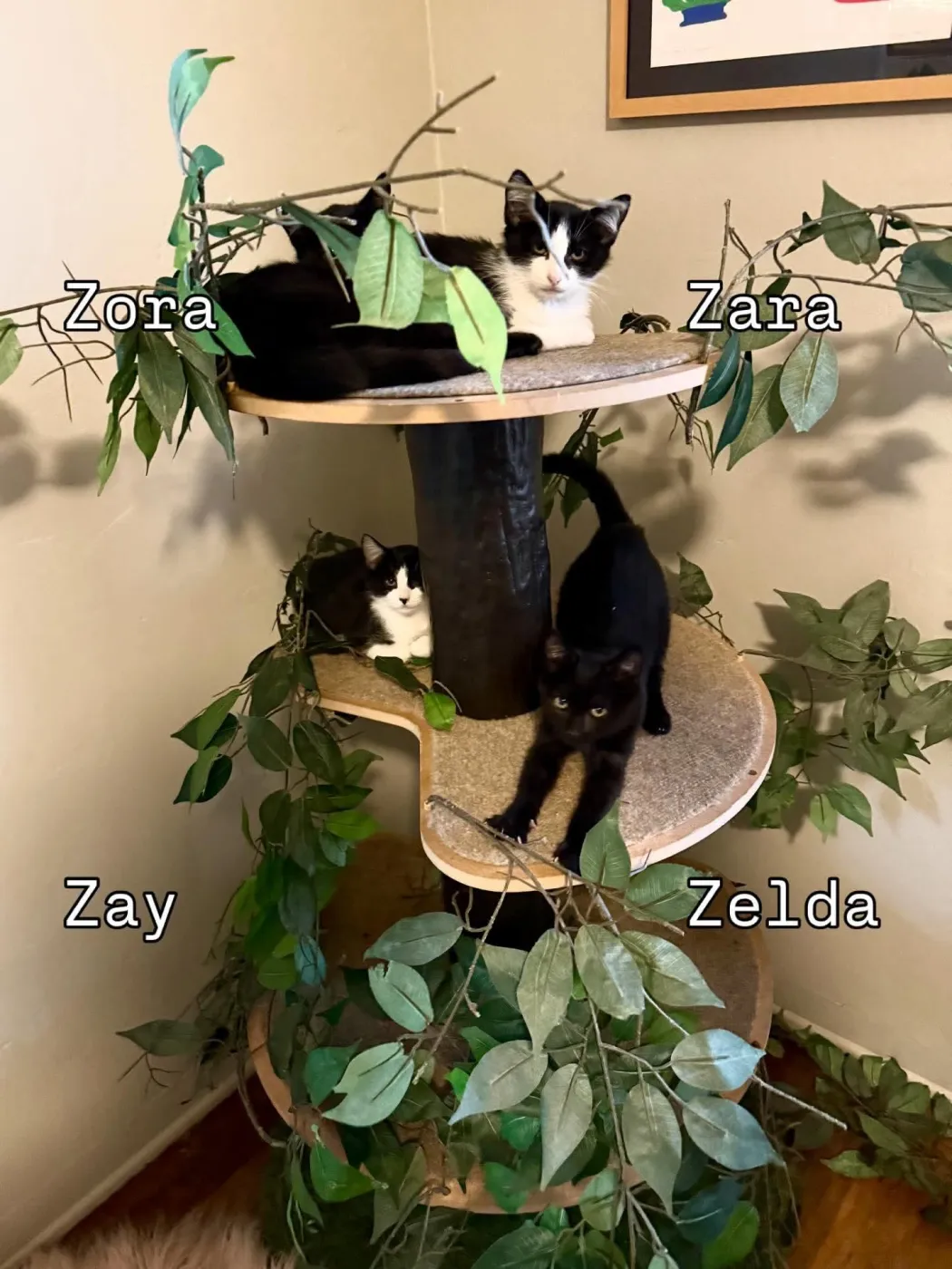 Zelda - Photo 3
