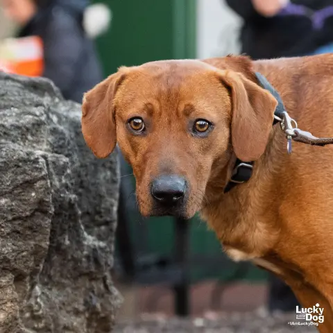 Blueberry thumbnail 3