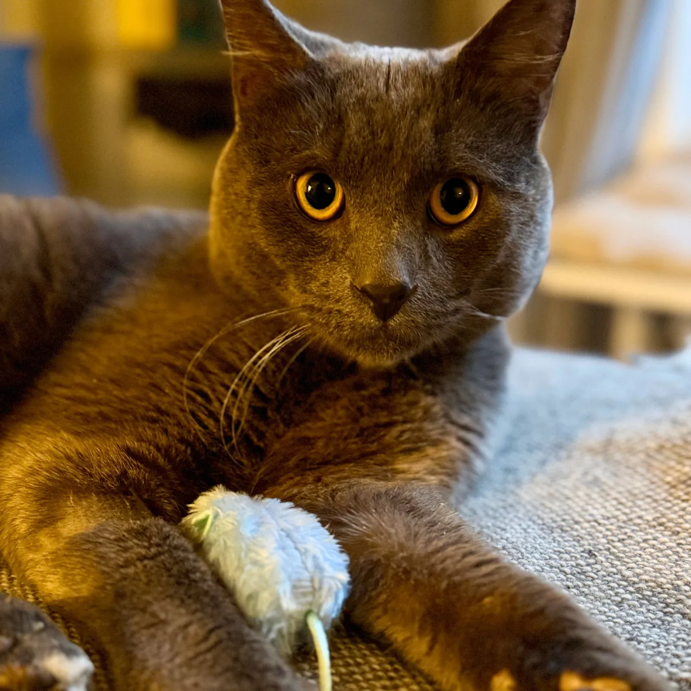 Broccolini - Photo 1