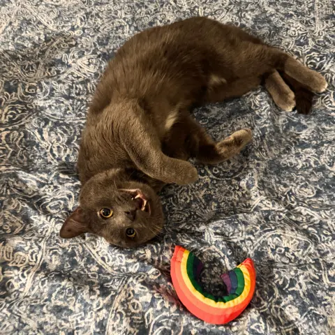 Broccolini thumbnail 2