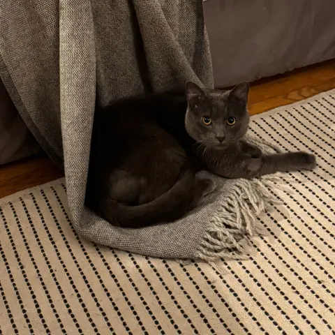 Broccolini thumbnail 3