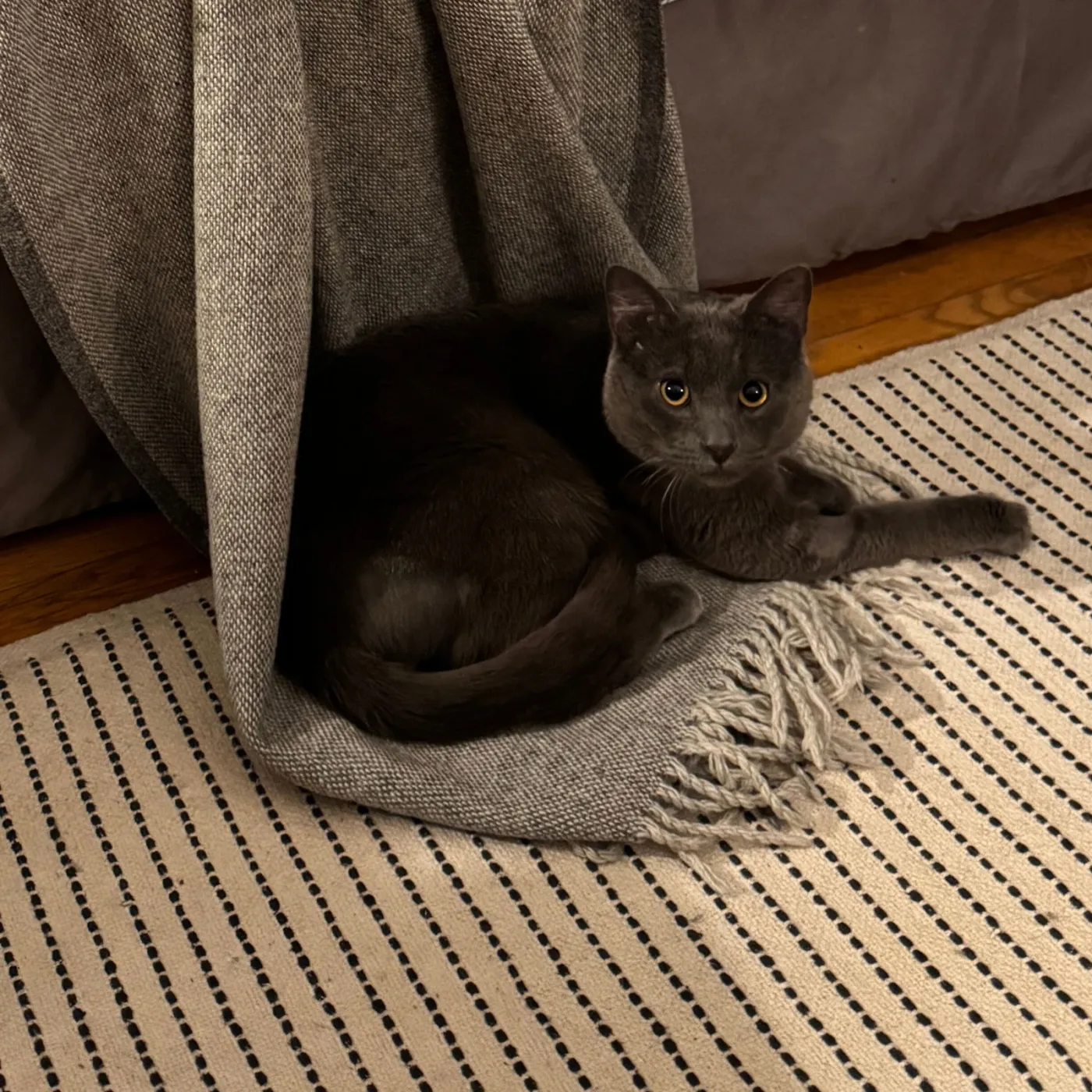 Broccolini - Photo 3