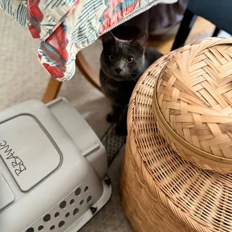 Broccolini thumbnail 4