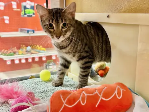 Thrianta thumbnail 4