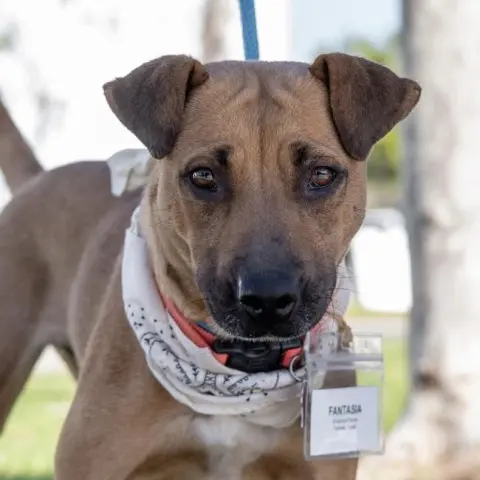 Fantasia thumbnail 3