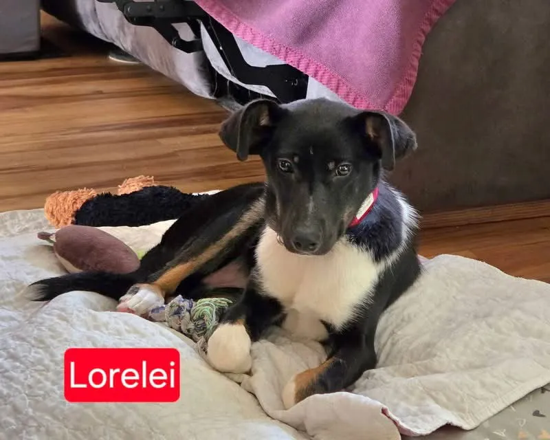 Lorelei - Photo 2