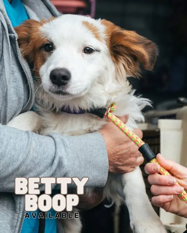 Betty Boop - Photo 1