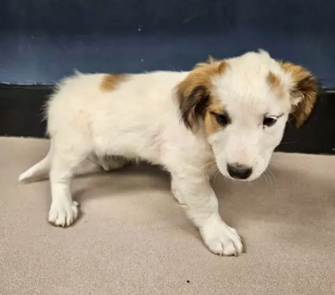 Betty Boop thumbnail 2