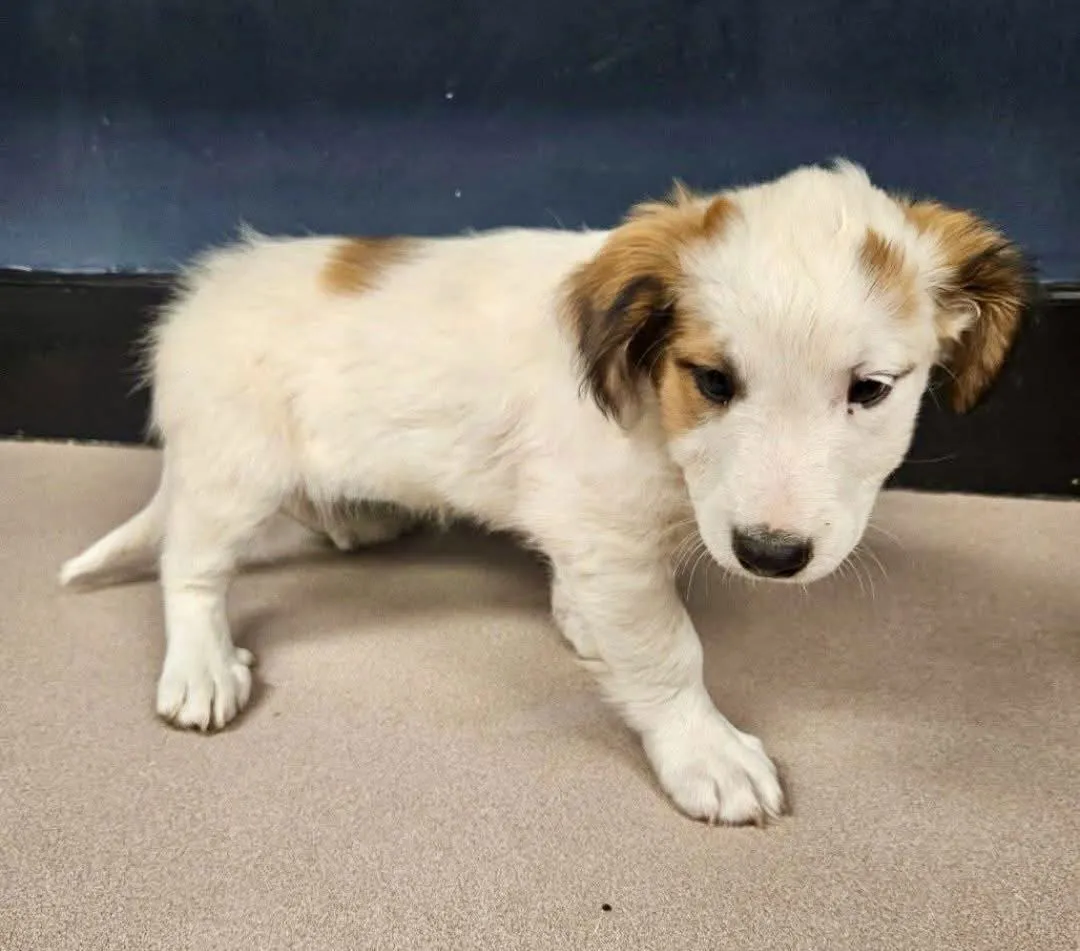 Betty Boop - Photo 2