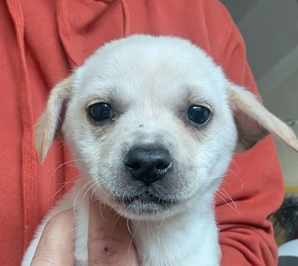 Gary The Snail - Photo 1