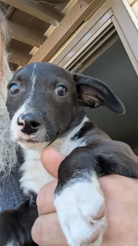 Blue Razz thumbnail 3