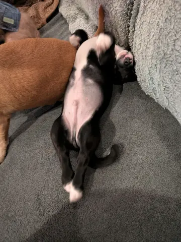 Blue Razz thumbnail 4