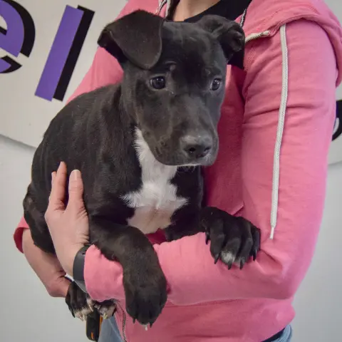 Mistletoe thumbnail 3