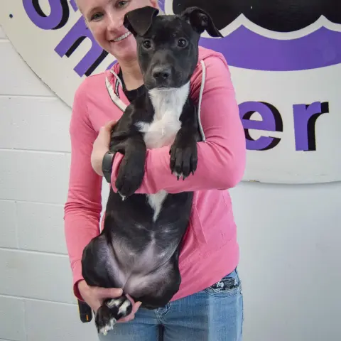 Mistletoe thumbnail 4