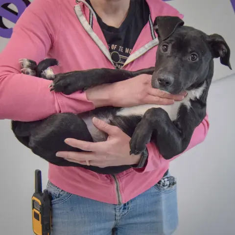 Mistletoe thumbnail 5