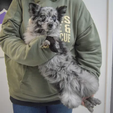 Coraline thumbnail 3