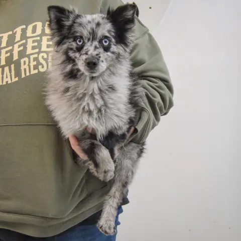 Coraline thumbnail 5