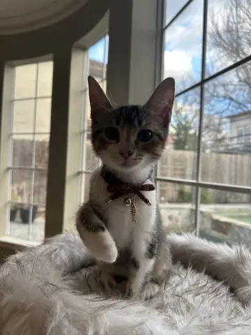 Precious thumbnail 2