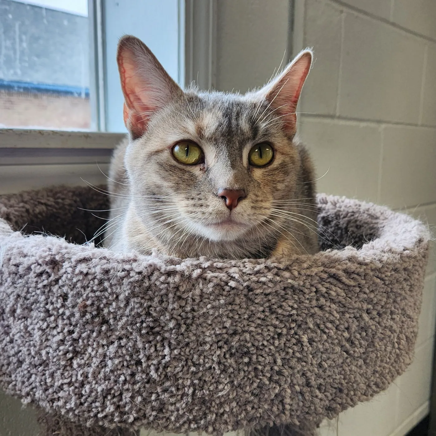 Cinderella - Photo 1