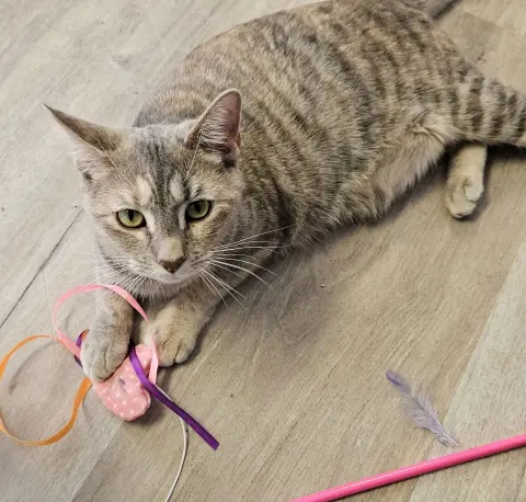 Cinderella thumbnail 3