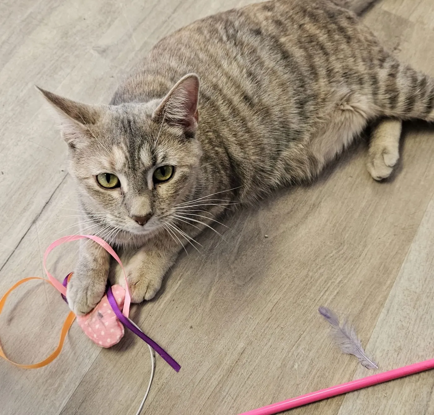 Cinderella - Photo 3