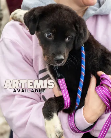 Artemis