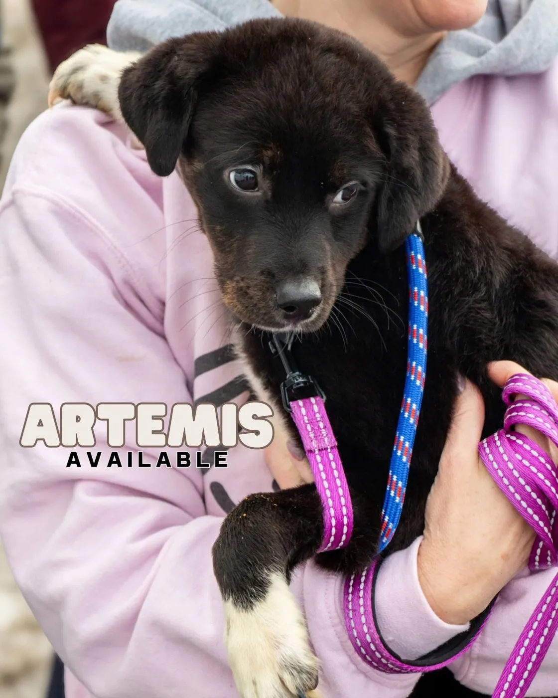 Artemis - Photo 1