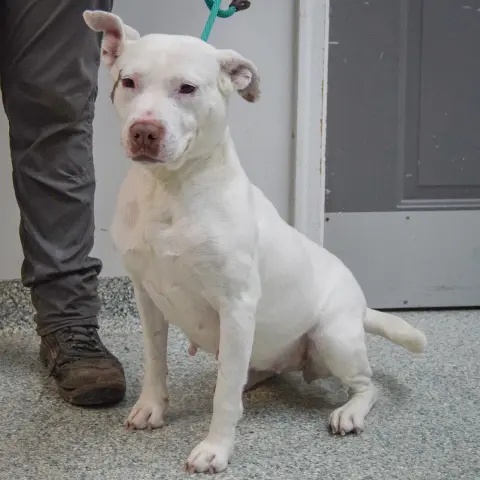 Sugarcake thumbnail 3