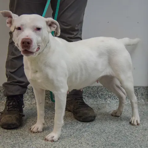 Sugarcake thumbnail 4