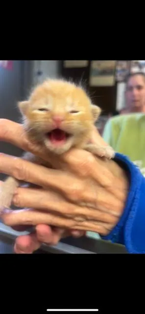 Carburetor - Photo 1