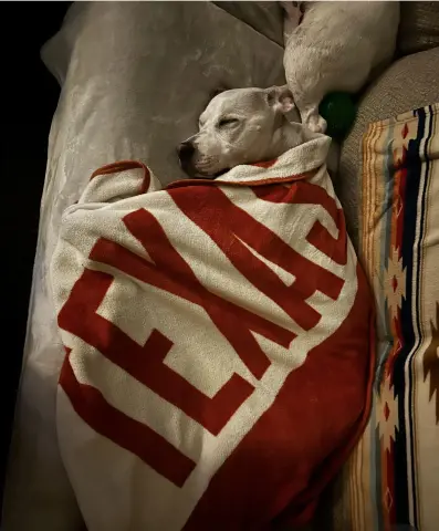 McMuffin thumbnail 4