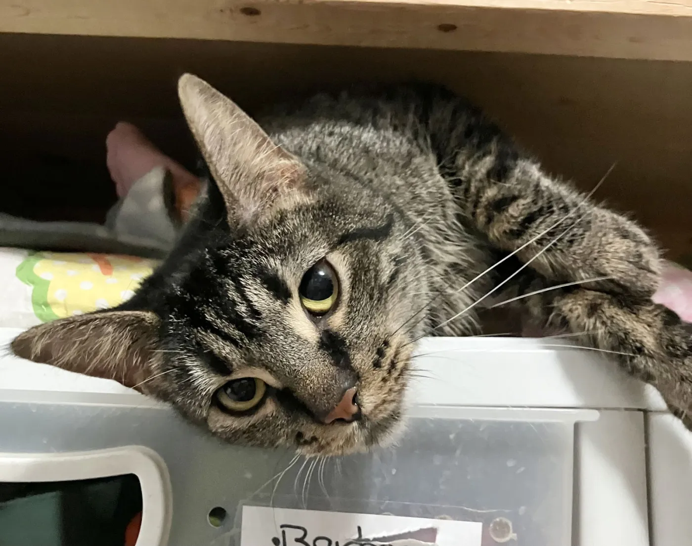 Nightlight - Photo 2