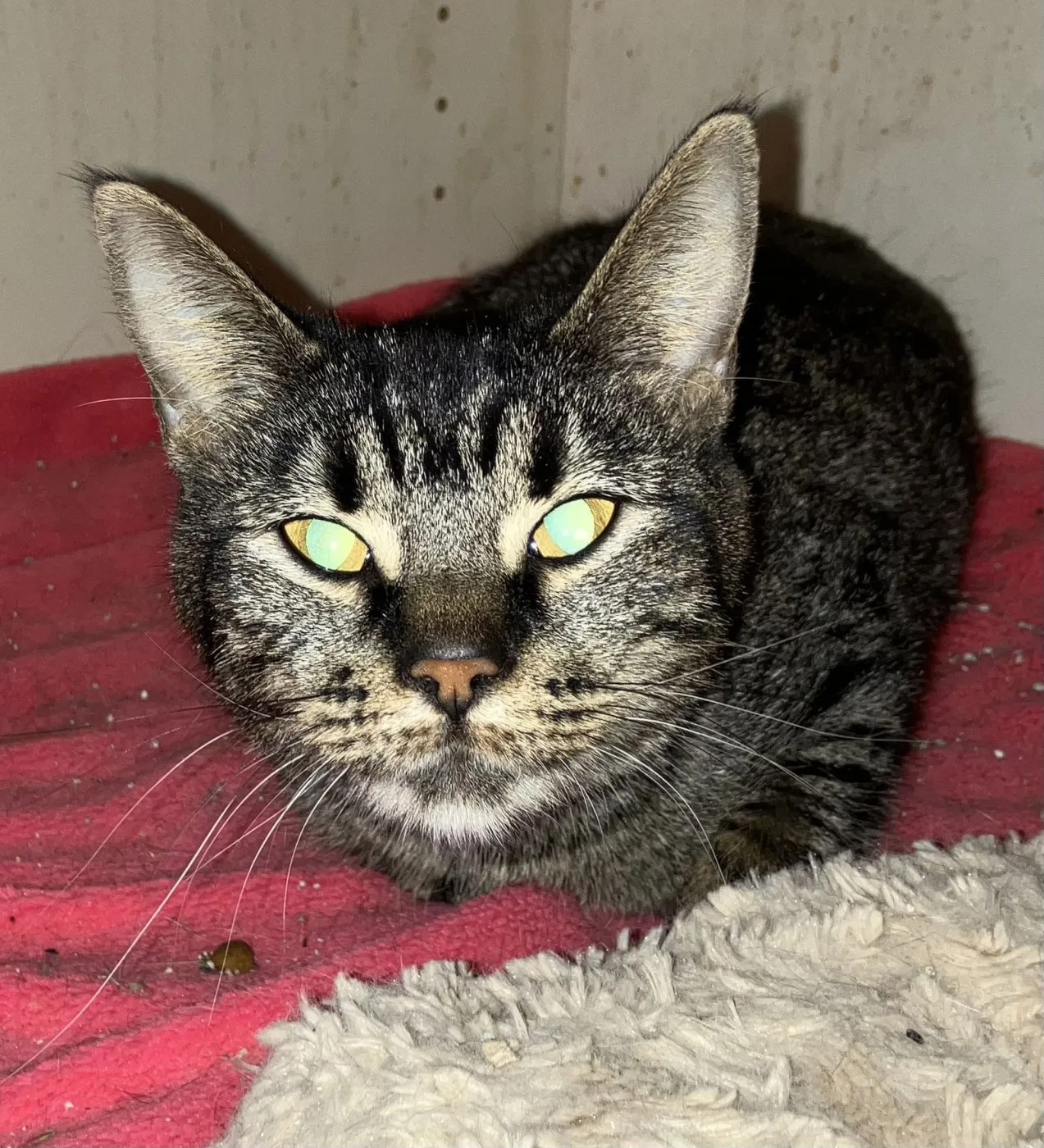 Nightlight - Photo 4