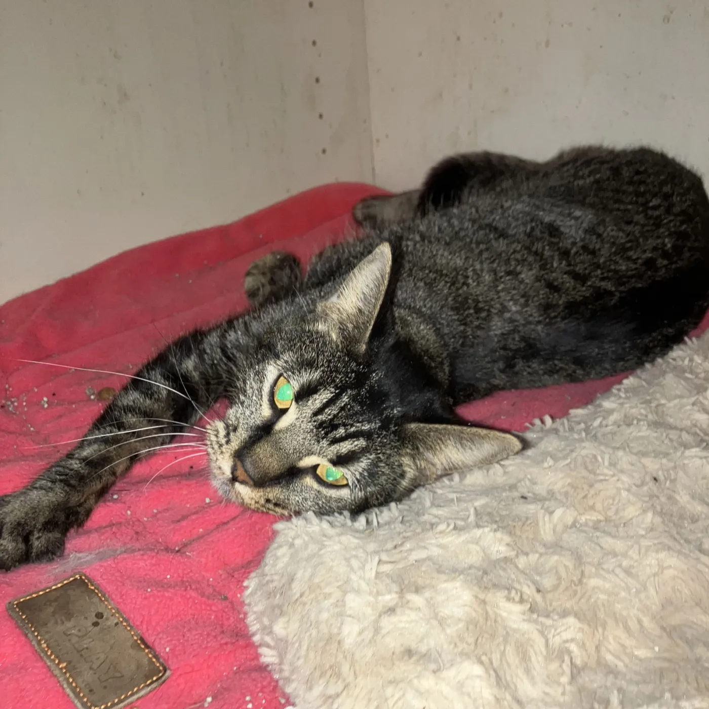 Nightlight - Photo 5