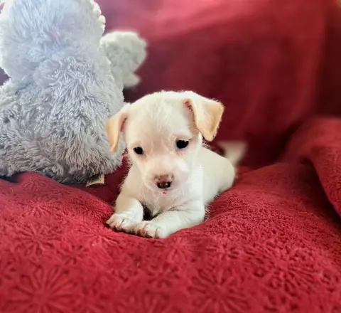 Peppermint thumbnail 2