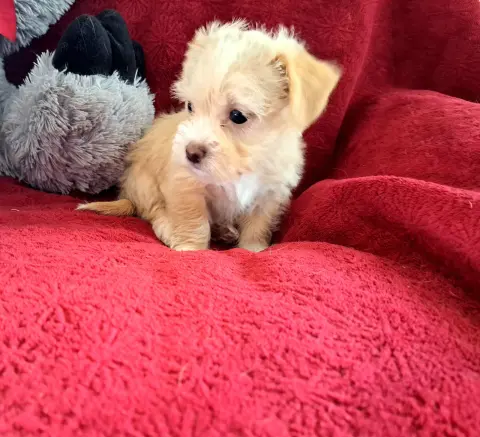 Cinnamon thumbnail 2