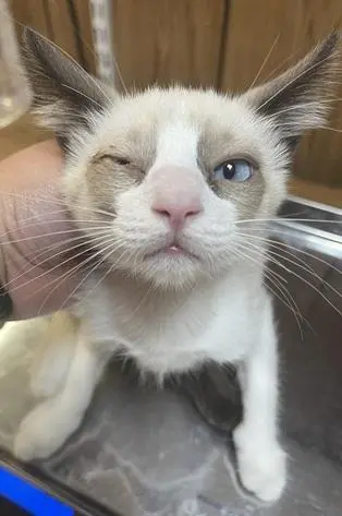 Dumpling thumbnail 3