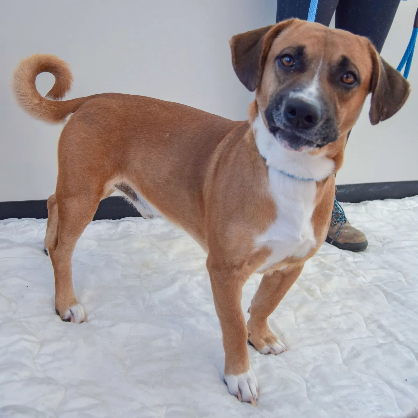 Fiddlestix - Photo 2