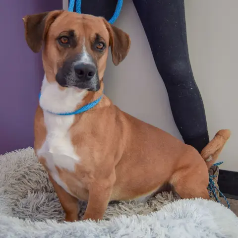 Fiddlestix thumbnail 3