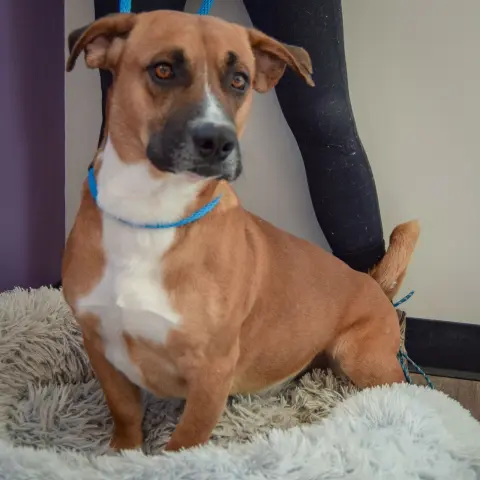 Fiddlestix thumbnail 4