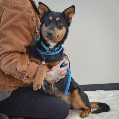 Foxy Lady thumbnail 4