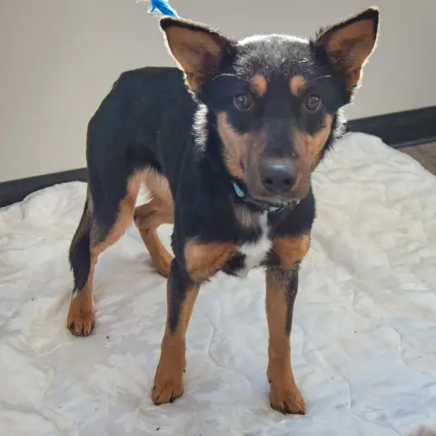 Foxy Lady thumbnail 5