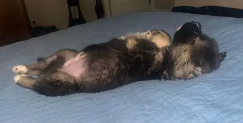 King Edward thumbnail 2