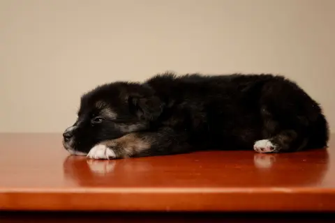 King Edward thumbnail 3